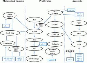 miRNAs Prognostic Biomarkers