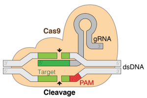 CRISPR-Cas9 system