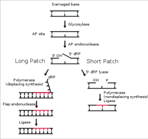 DNA repair mechanisms