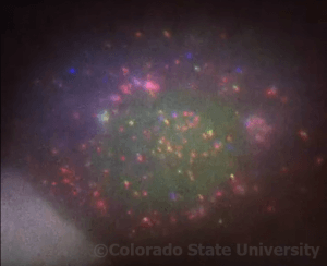 translation - colorado state university