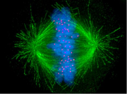 Kinetochore mitosis