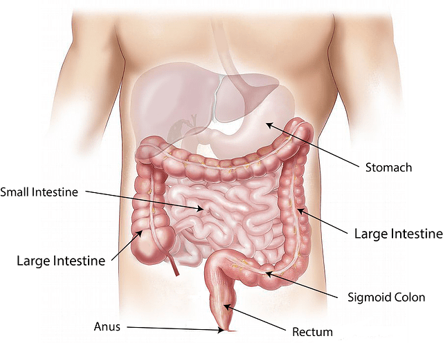 colon