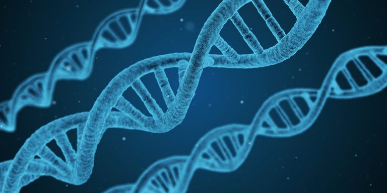 gene dna