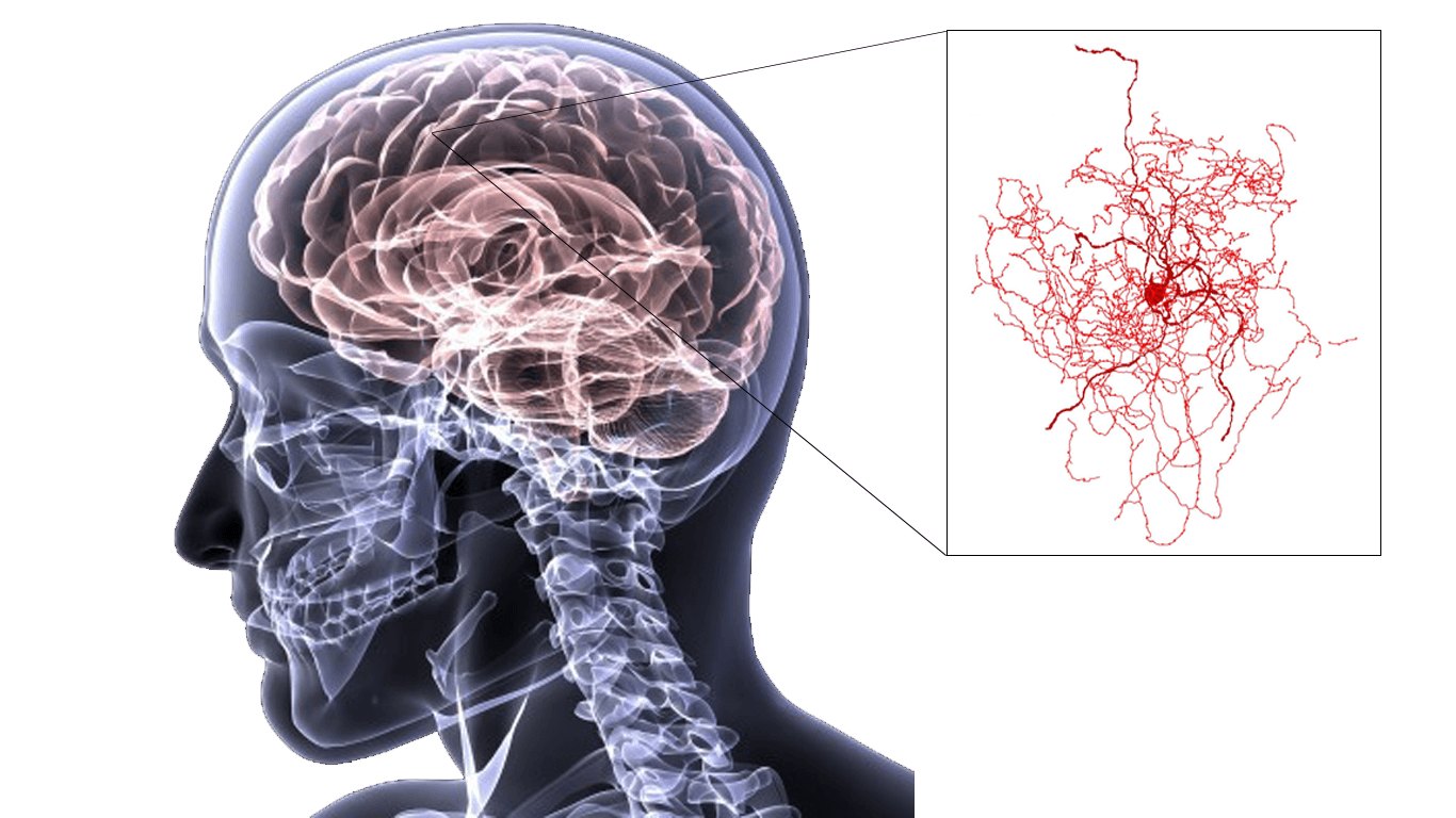 From neuron to brain 5th edition - plmvery