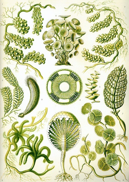seaweed