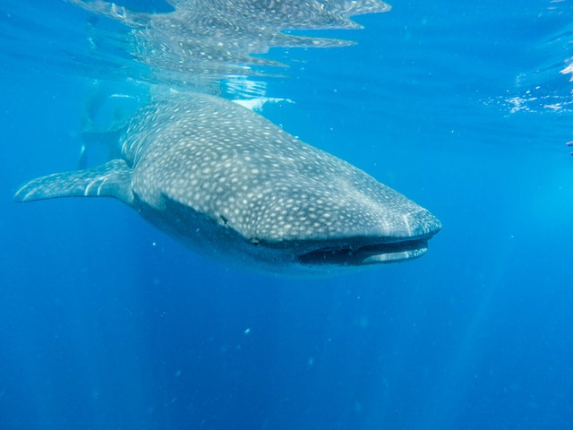 whale shark