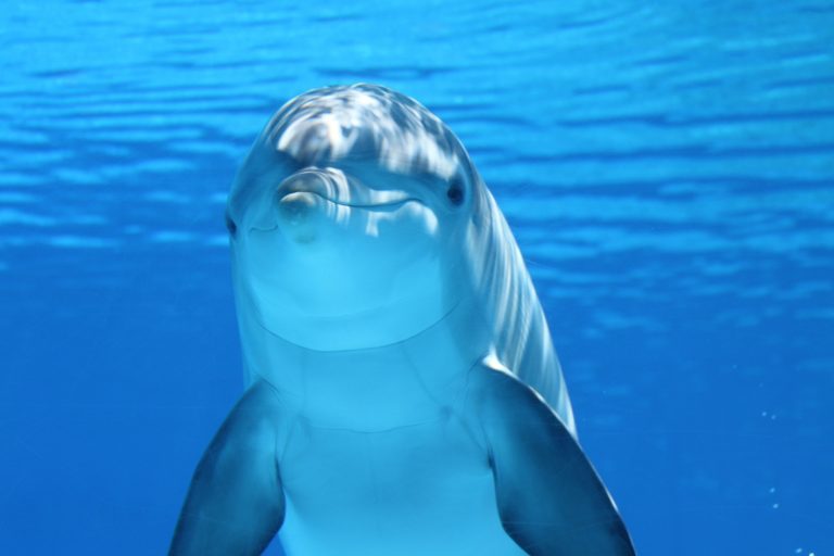 bottlenose dolphins