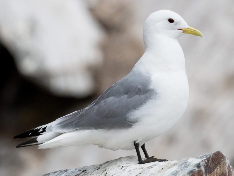 black-legged-kittiwake 2