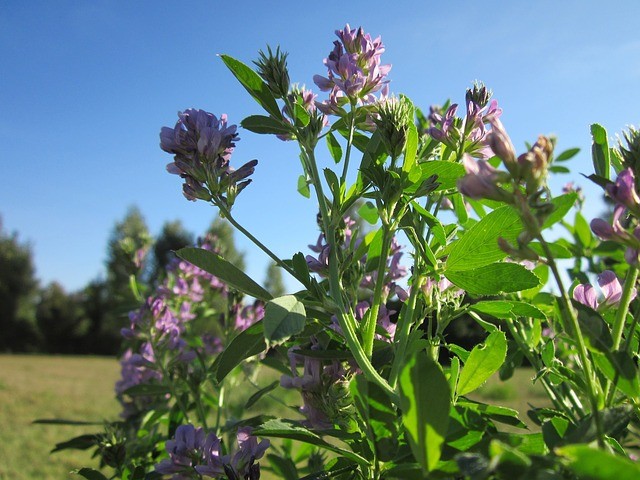 Medicago sativa