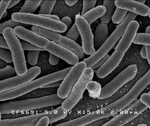 normal gut flora
