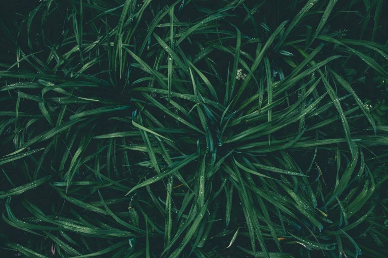 seagrass