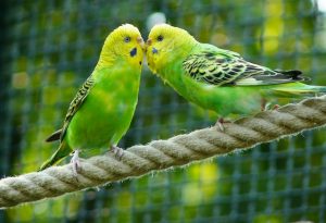 budgerigars on mate selection