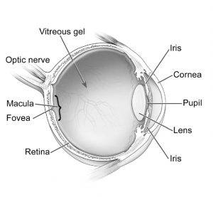 estrutura do olho