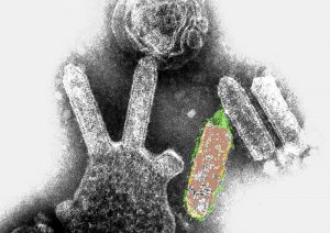 Lyssavirus rabies virus