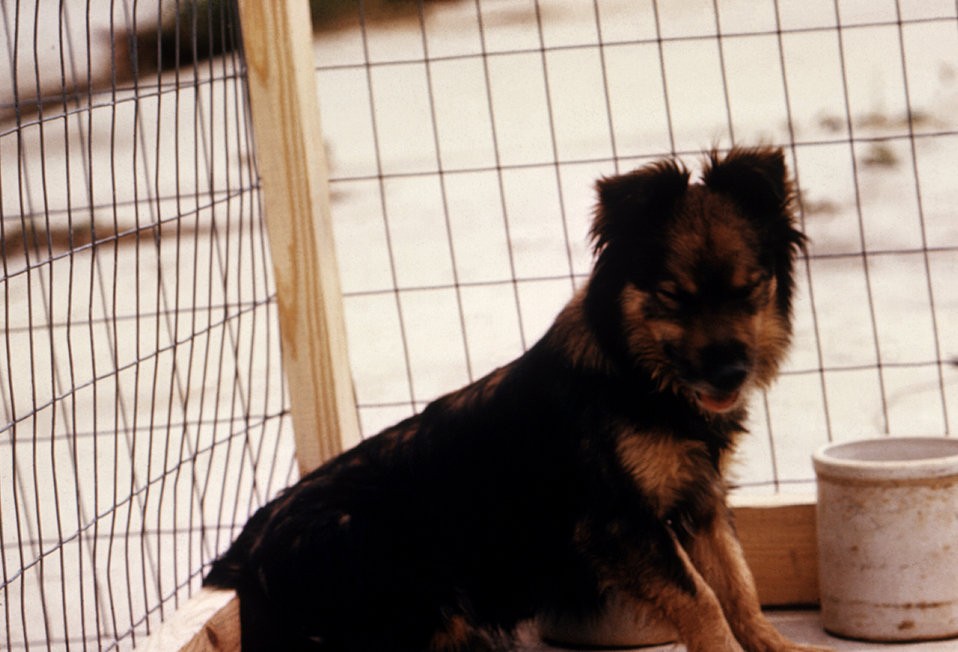 dumb rabies symptoms in dogs