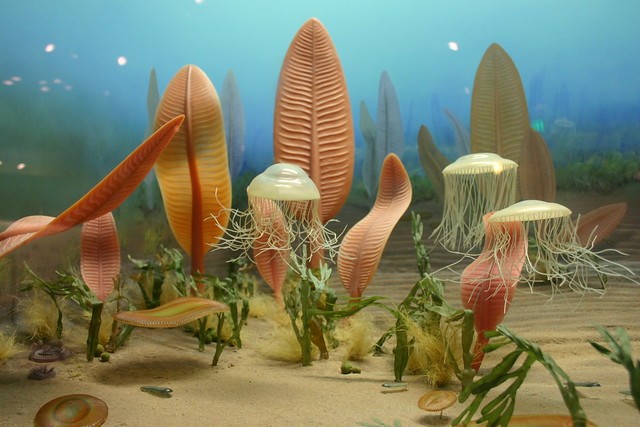 Ediacaran biota