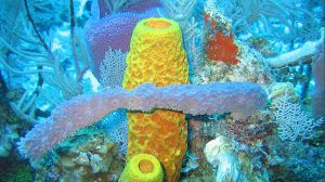 origin of animal multicellularity