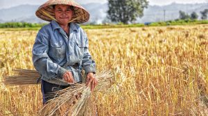 plant-mitochondrial-DNA-modification-for-enhanced-crop-yield