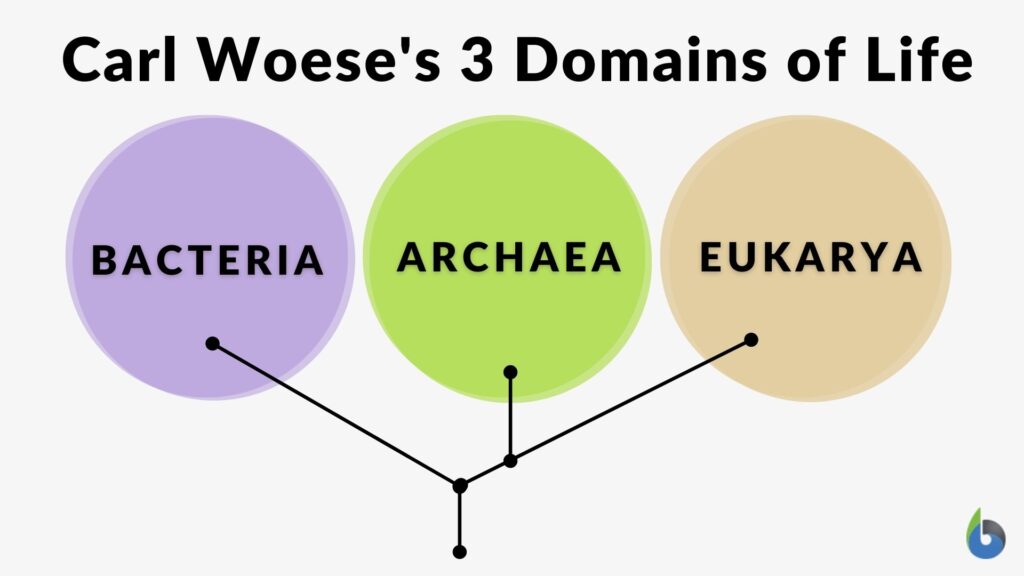 Domain (Biology)  Biology Dictionary