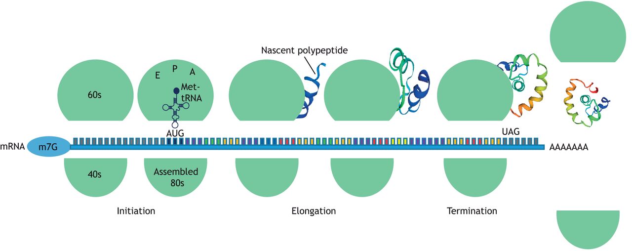 3-stage process of mRNA translation - schematic