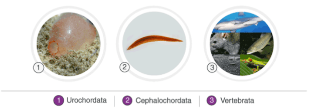 3 subphyla of Chordata