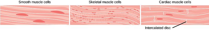 3 types of muscles diagram