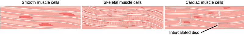 types of muscles - diagram