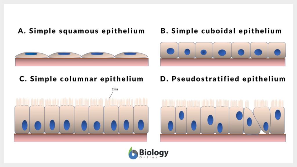4 Types of Simple Epithelium - Schematic