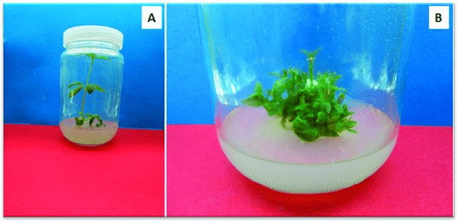 Recalcitrant Plant Tissue Cultures
