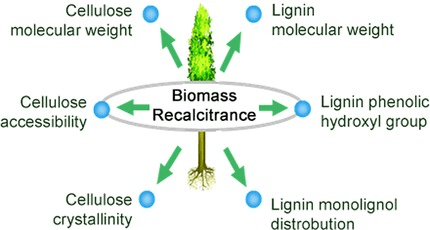 Recalcitrant Biomass in Biofuel Production