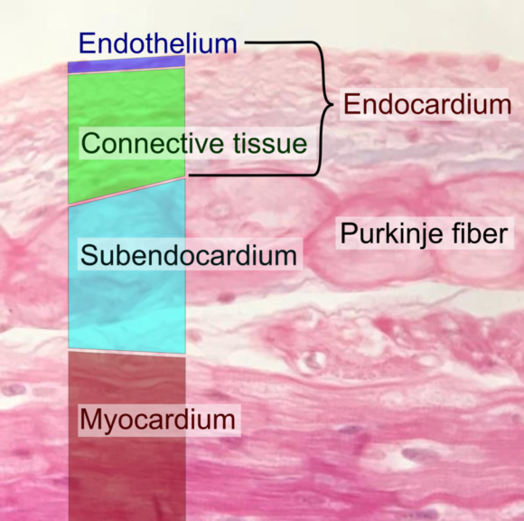 Myocardium and Endocardium tissues