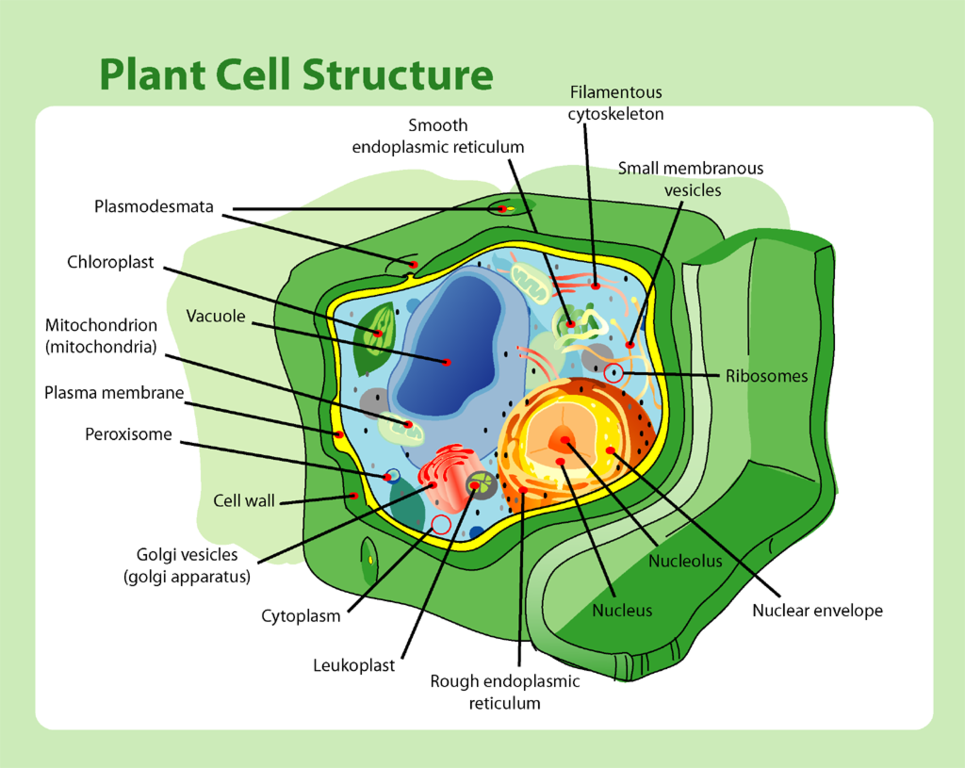 Plant cell schematic diagram