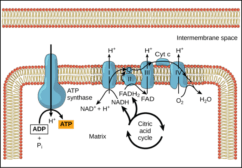 Mitochondrion - Definition and Examples - Biology Online Dictionary