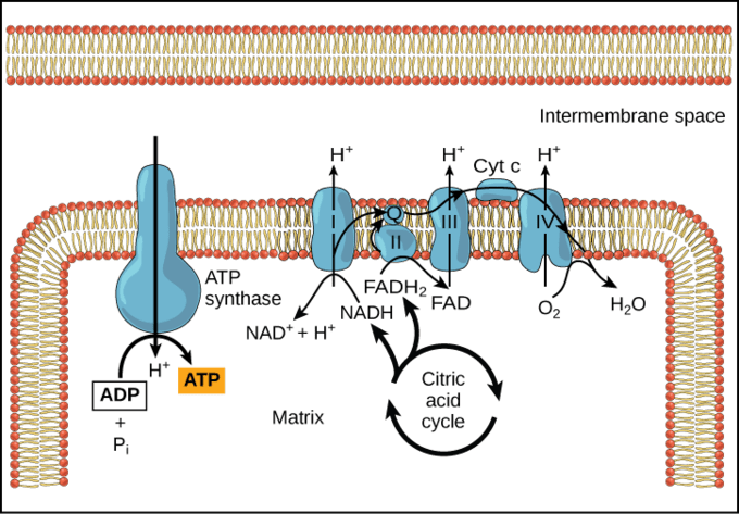 ATP synthesis diagram