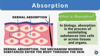 BLOODSTREAM definition and meaning