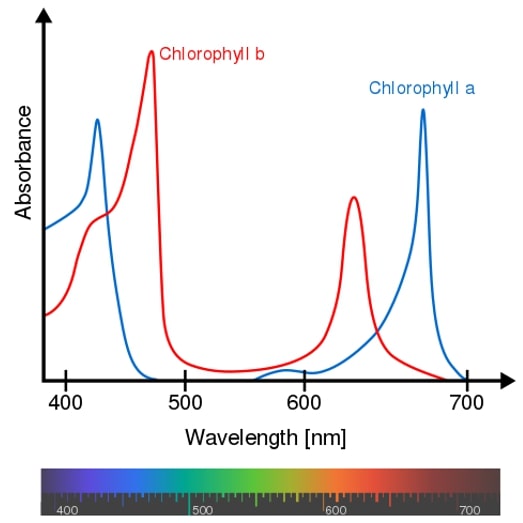 Absorption spectra parts of chlorophyll a and b