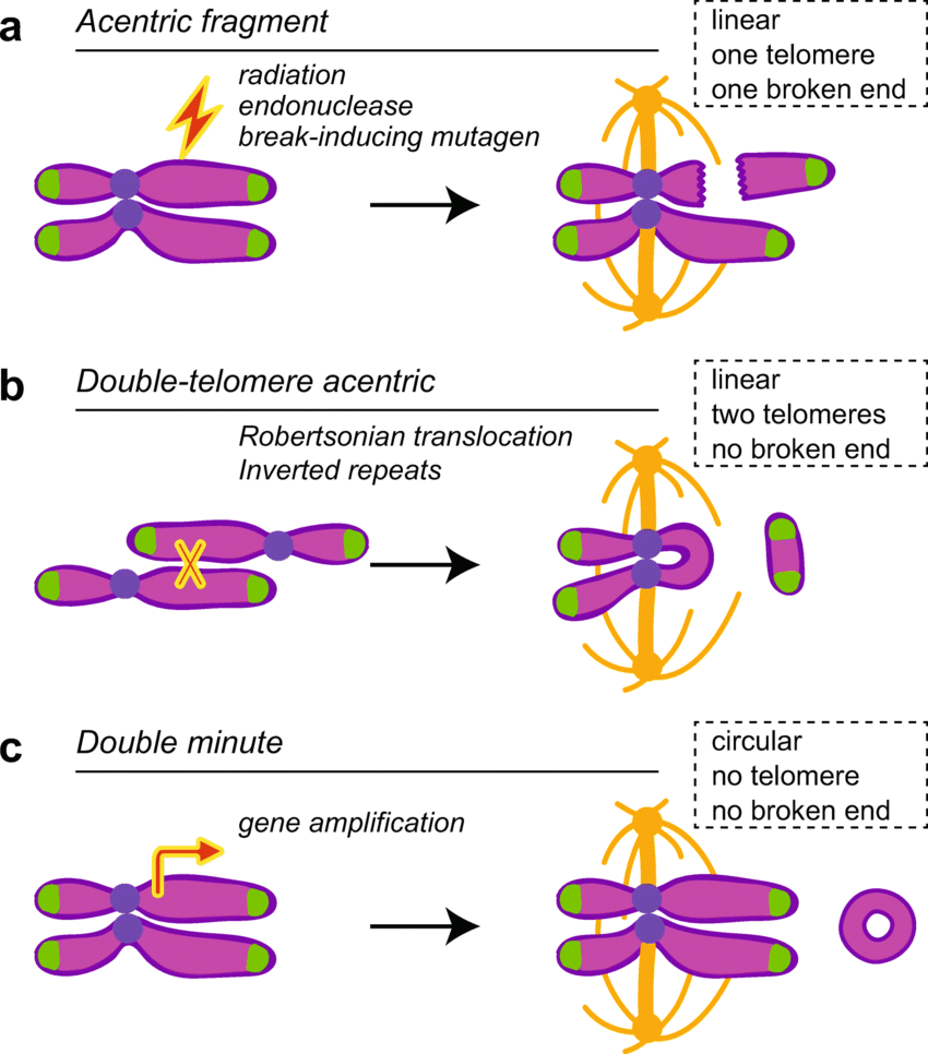 Acentric chromosomes