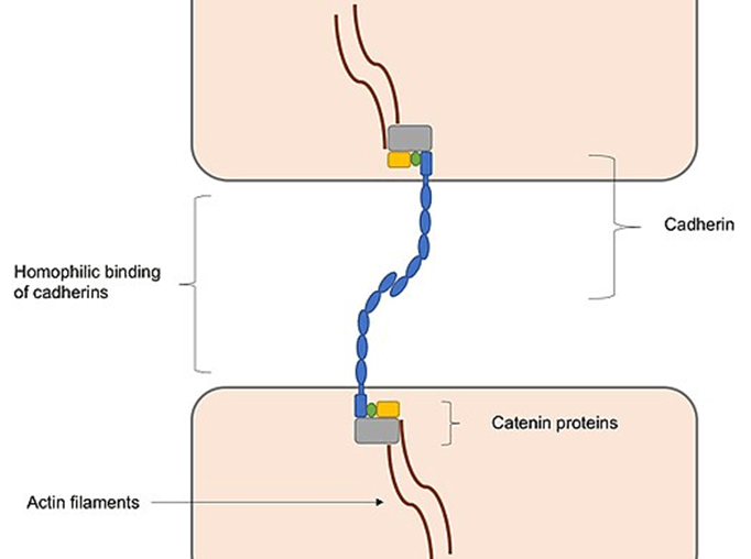 Adherens junctions