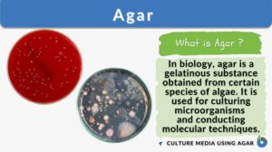 Agar definition and example