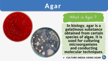 Agar definition and example