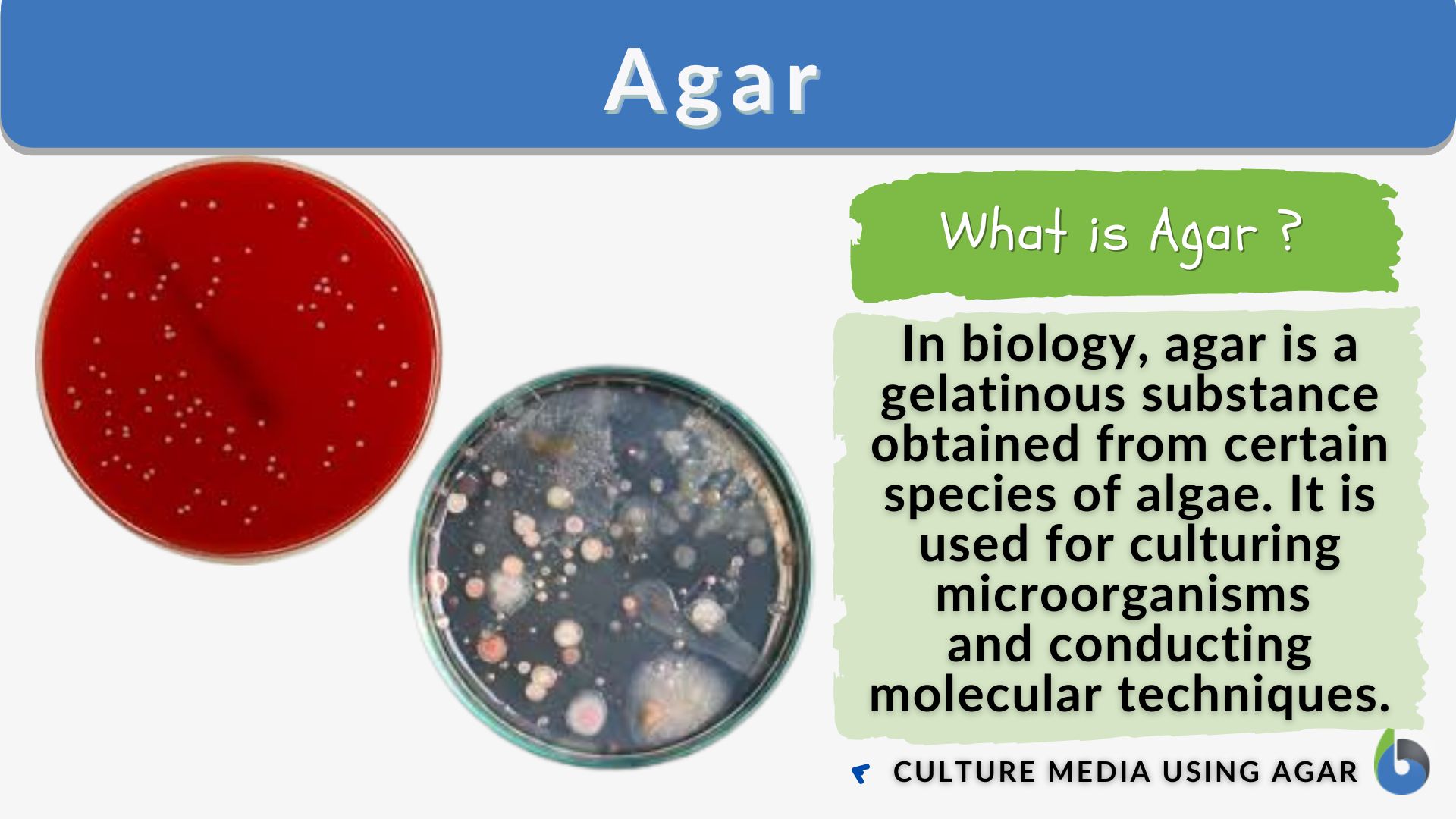 Agar Definition and Examples - Biology Online Dictionary