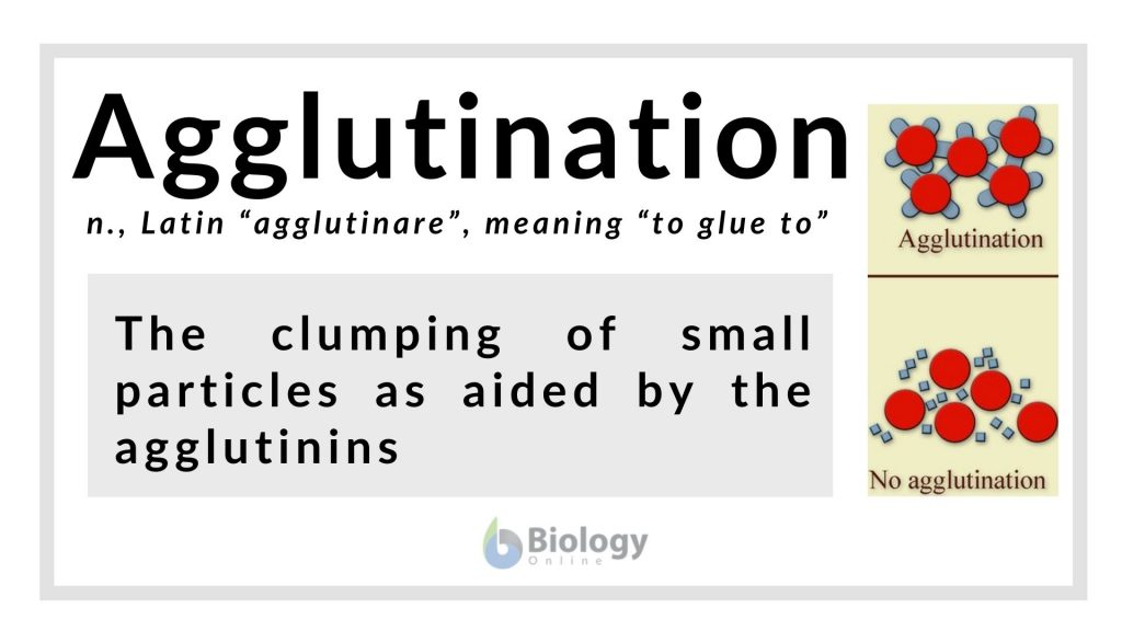 Agglutination Definition and Examples Biology Online Dictionary