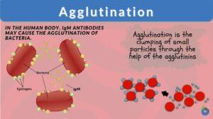 Agglutination definition and example