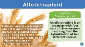 Allotetraploid definition and example