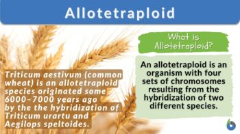 Allotetraploid definition and example