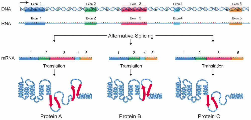 Alternative splicing