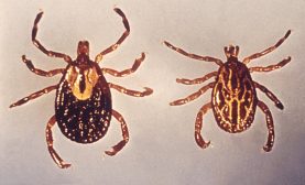 Amblyomma ticks