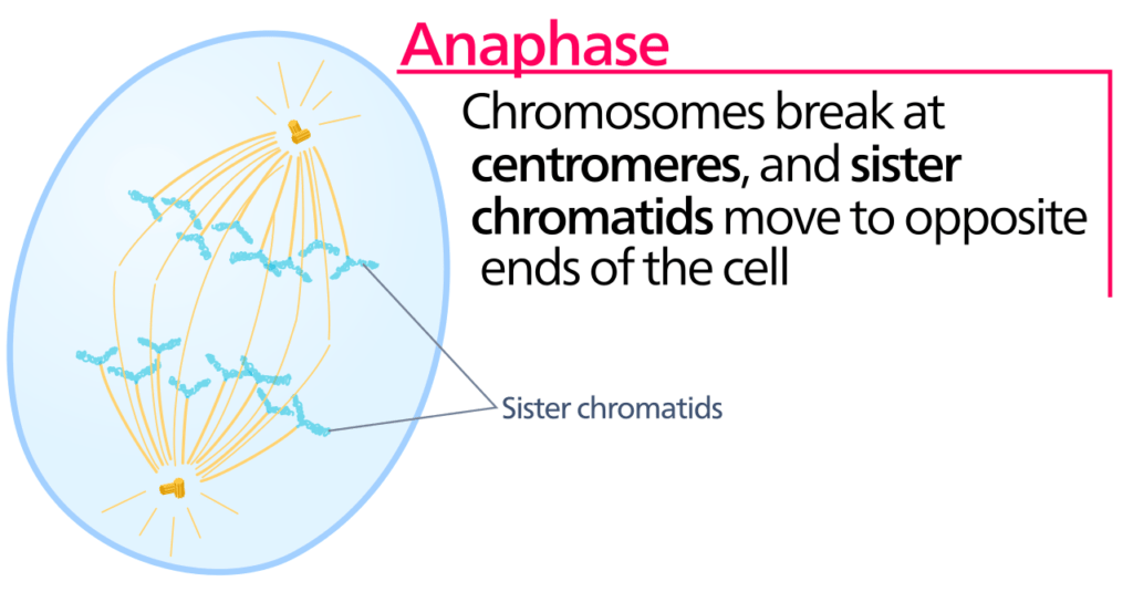 Anaphase diagram