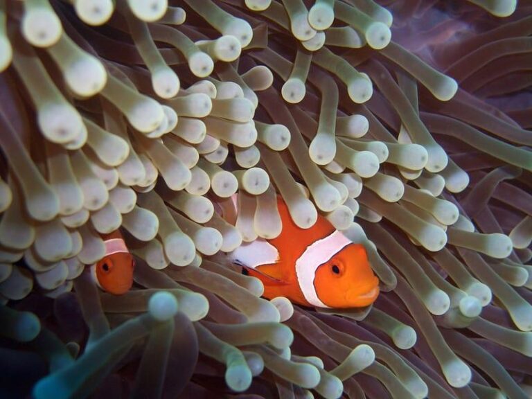 Anemonefish or clownfish taking shelter in the tentacles of a sea anemone