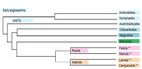 Angiosperm Phylogeny Group